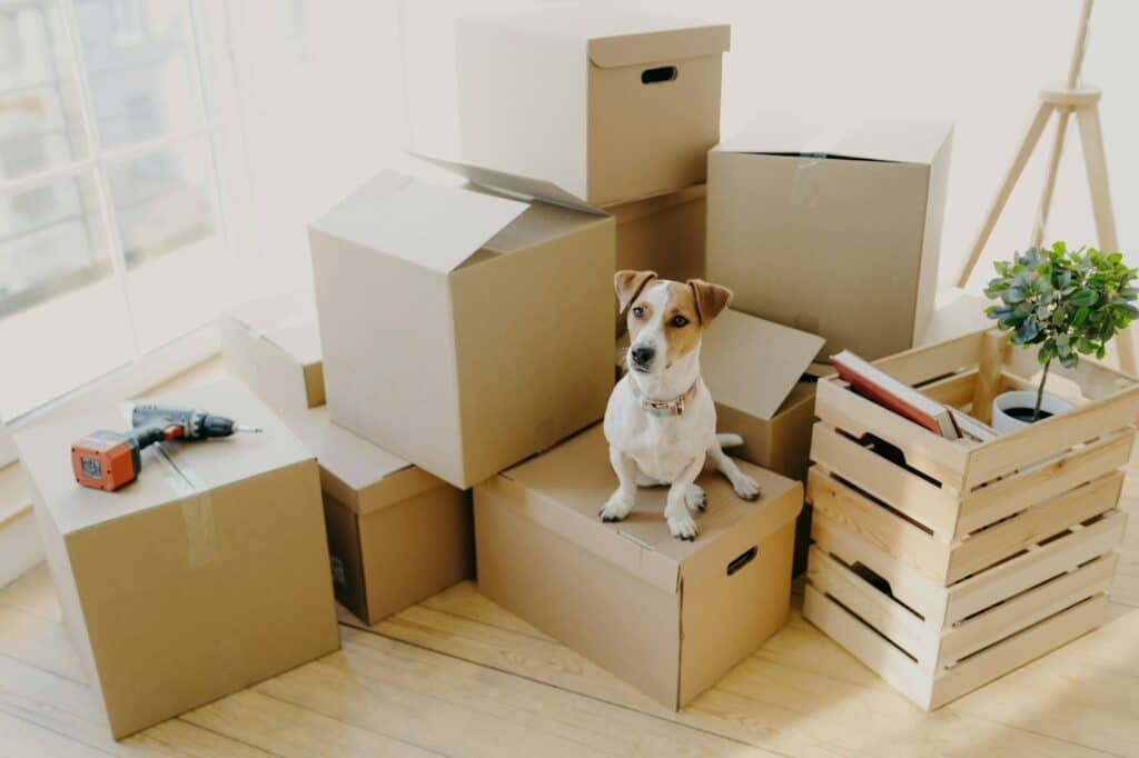 Why You Need High-Quality Moving and Packing Materials 1 Top view of domestic animal dog poses on cardboard boxes with personal stuff